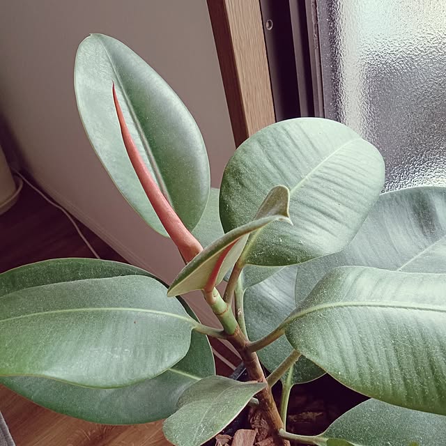 ruantaiさんの部屋