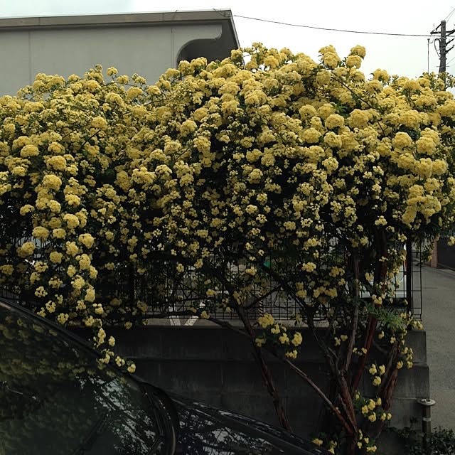 tomoさんの実例写真