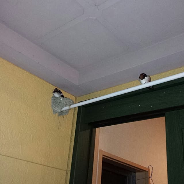 yellowtailfishさんの実例写真
