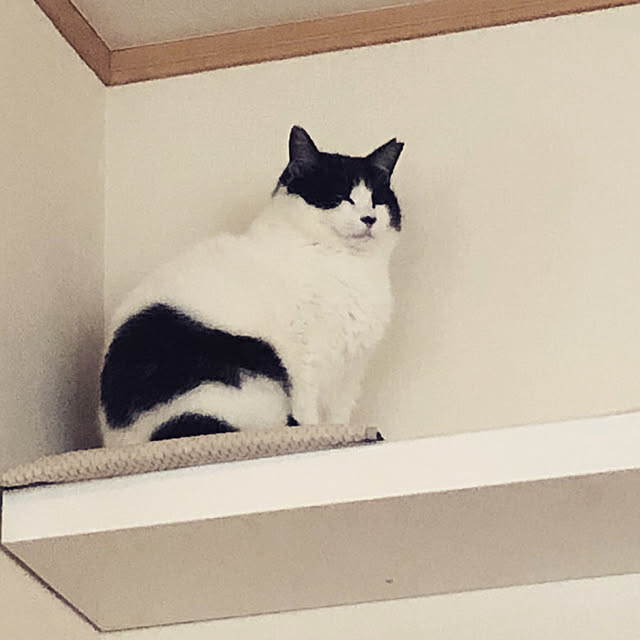 Nikitaさんの実例写真