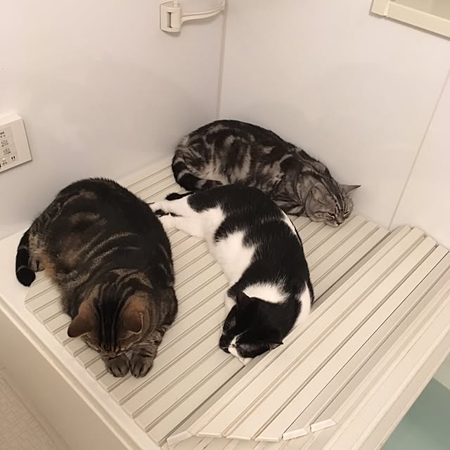 mikomaruさんの実例写真