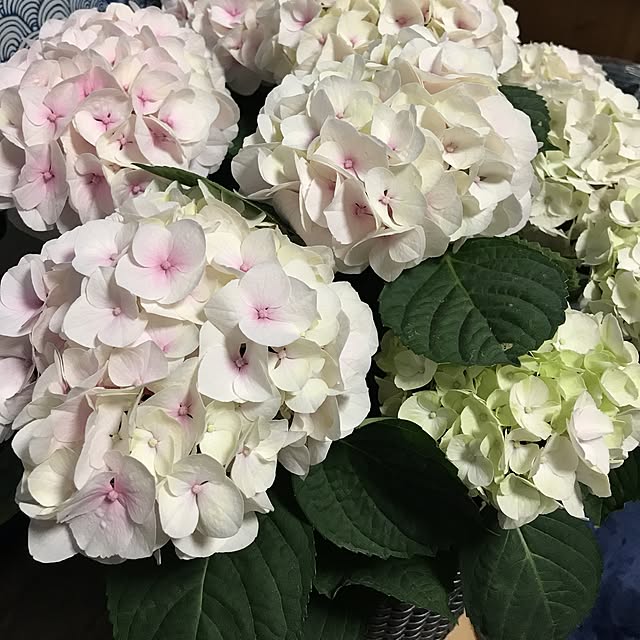 Yuriさんの実例写真