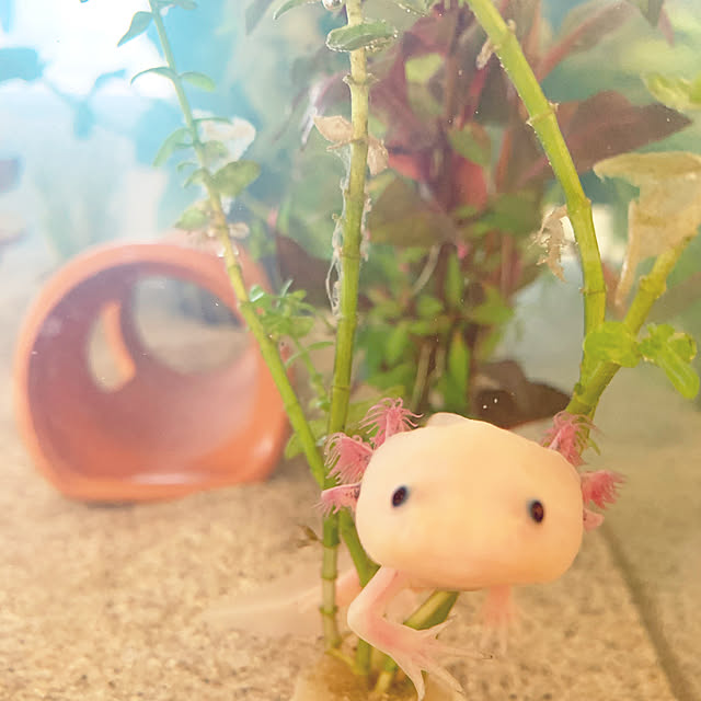 meguさんの実例写真