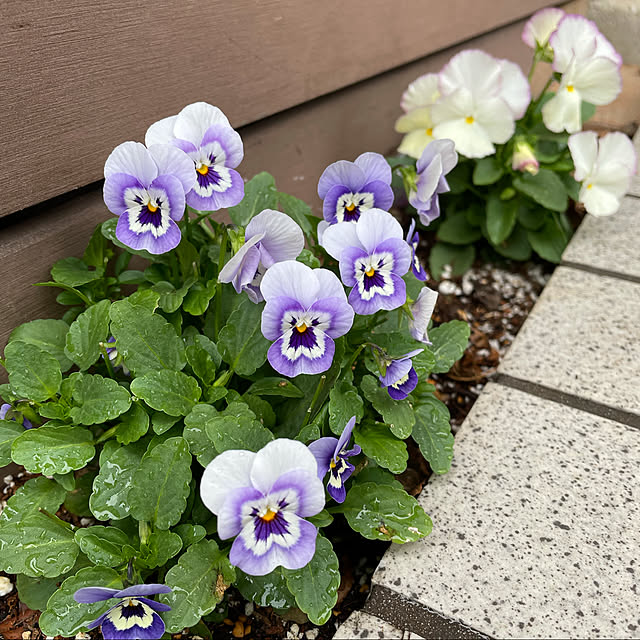 ronronさんの実例写真