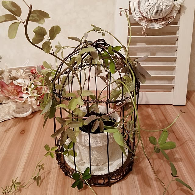 miccyoさんの部屋