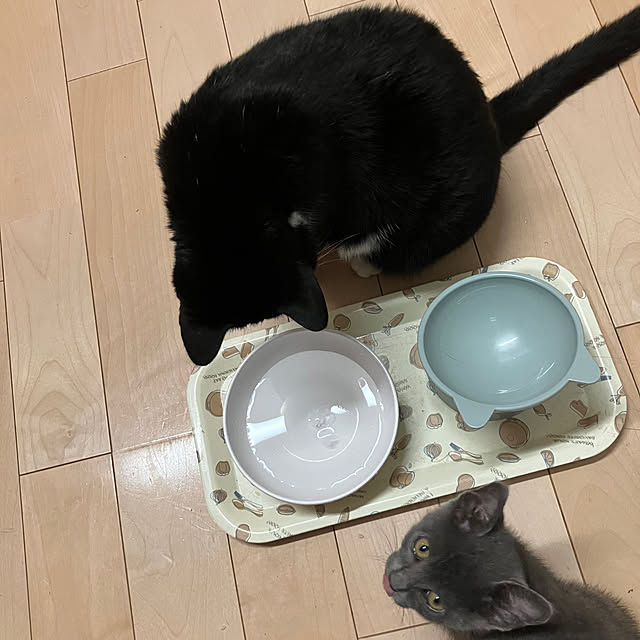 nekoさんの部屋