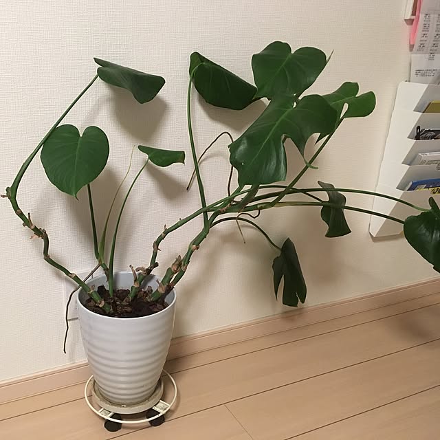 Y.Sさんの実例写真