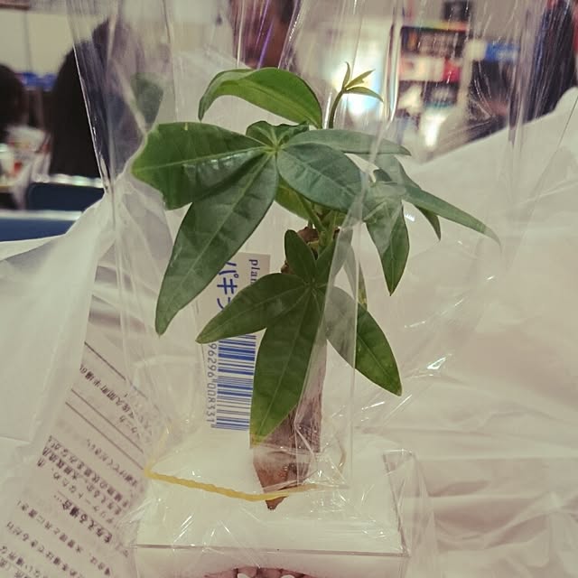 Mikaさんの実例写真