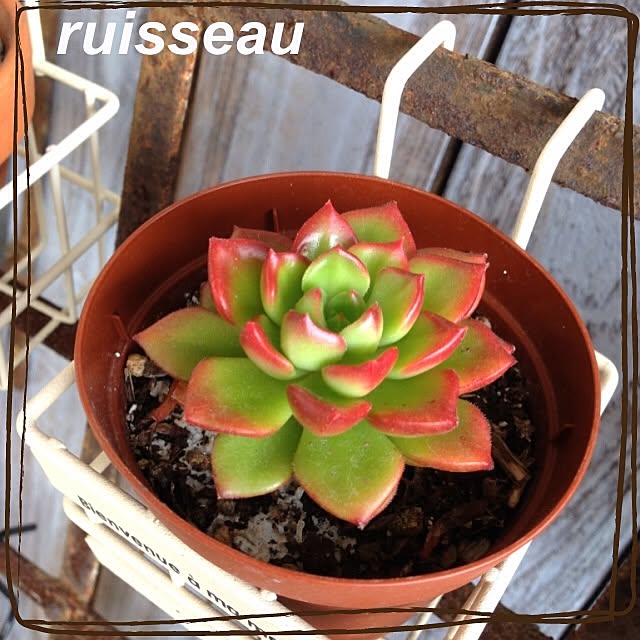 ruisseauさんの実例写真