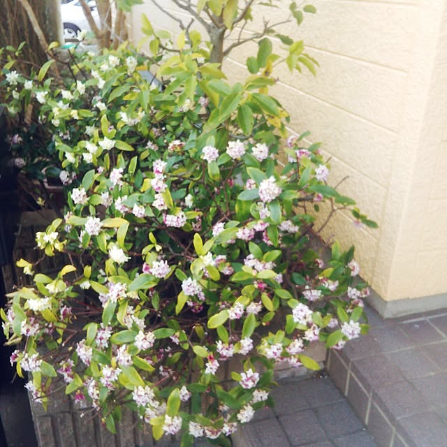 tomopさんの実例写真