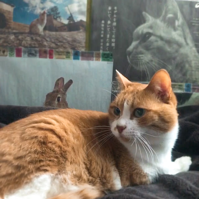 nyanko-beamさんの実例写真