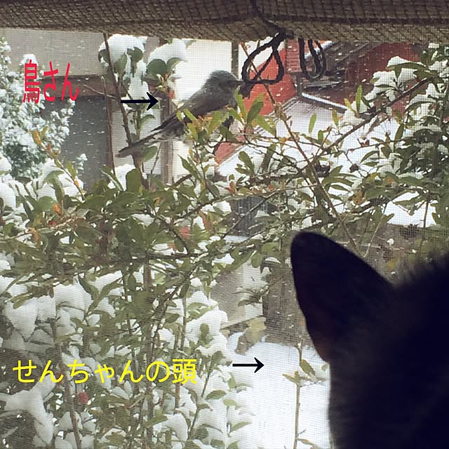 yocchiさんの実例写真