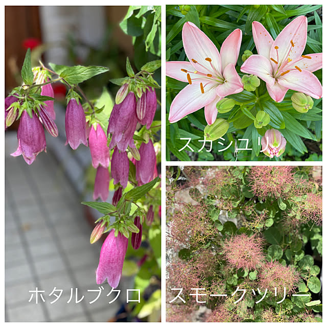 asako.10さんの実例写真