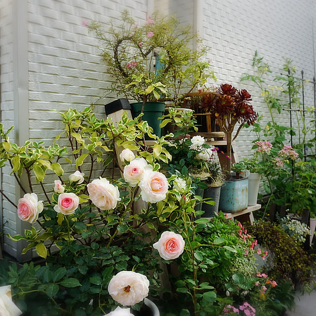 Gomaさんの実例写真