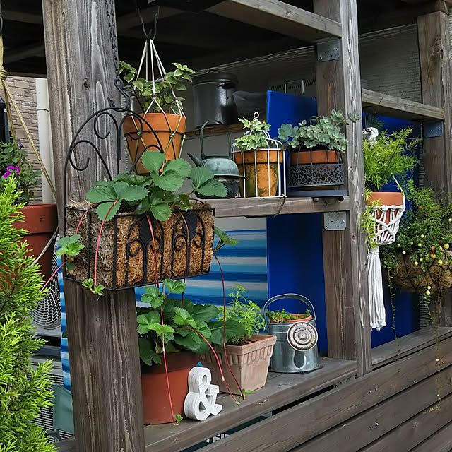 苺の苗/ガーデニング/DIY/植木鉢/ミセバヤ...などのインテリア実例 - 2021-08-16 16:01:59