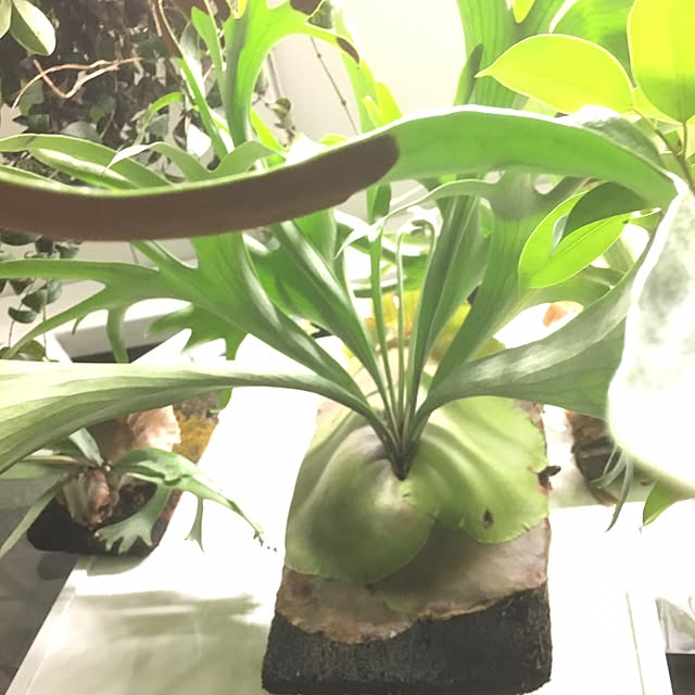 GREENJAMさんの実例写真