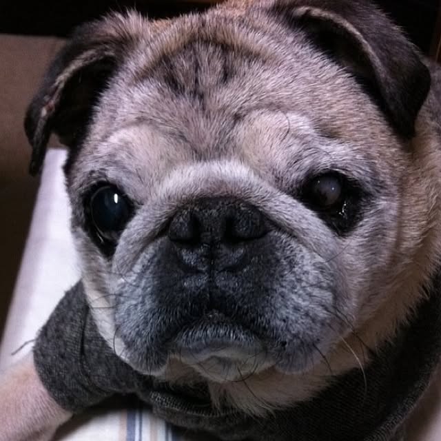 pug.fukuさんの実例写真