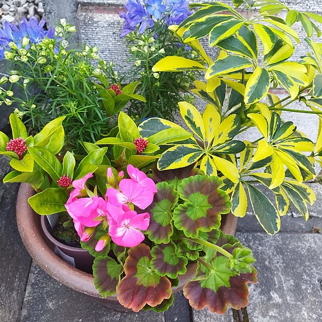 玄関/入り口/寄せ植えのインテリア実例 - 2024-04-21 16:40:23