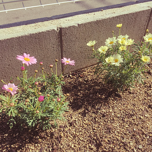 maicoroさんの実例写真