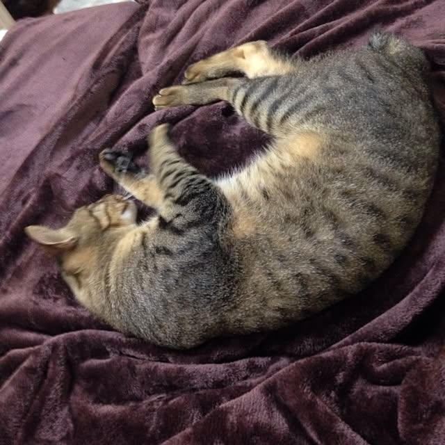 pikazさんの実例写真
