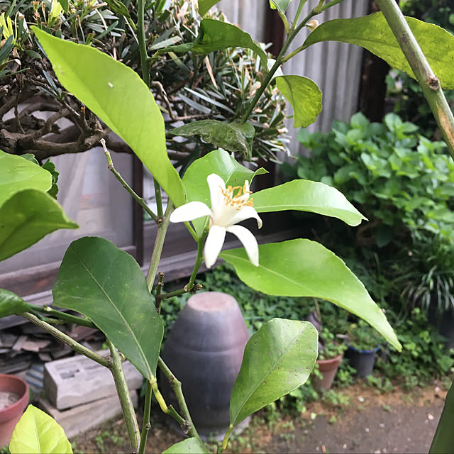 naokazuさんの実例写真