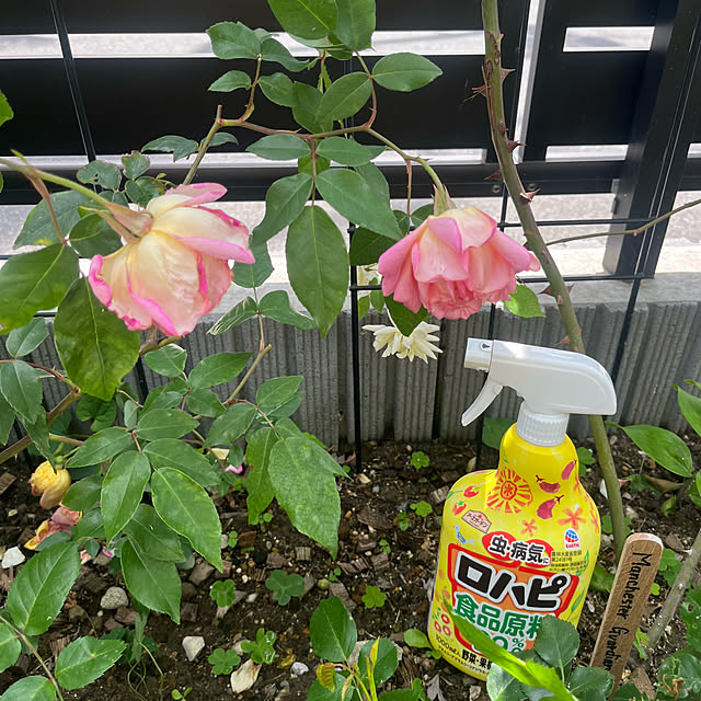 Virolさんの実例写真