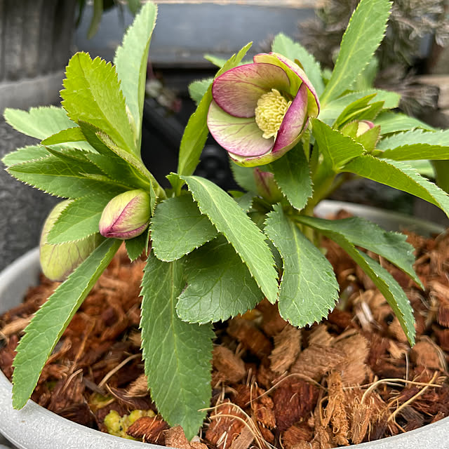 shiropenguinさんの部屋