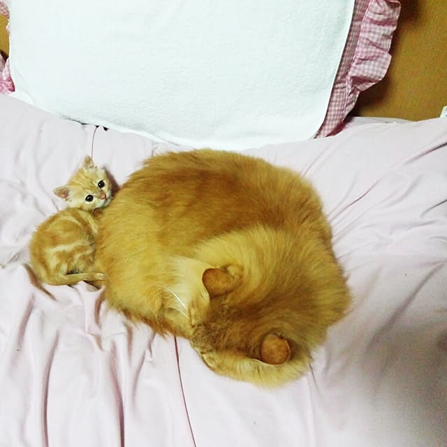 J.BOYさんの実例写真