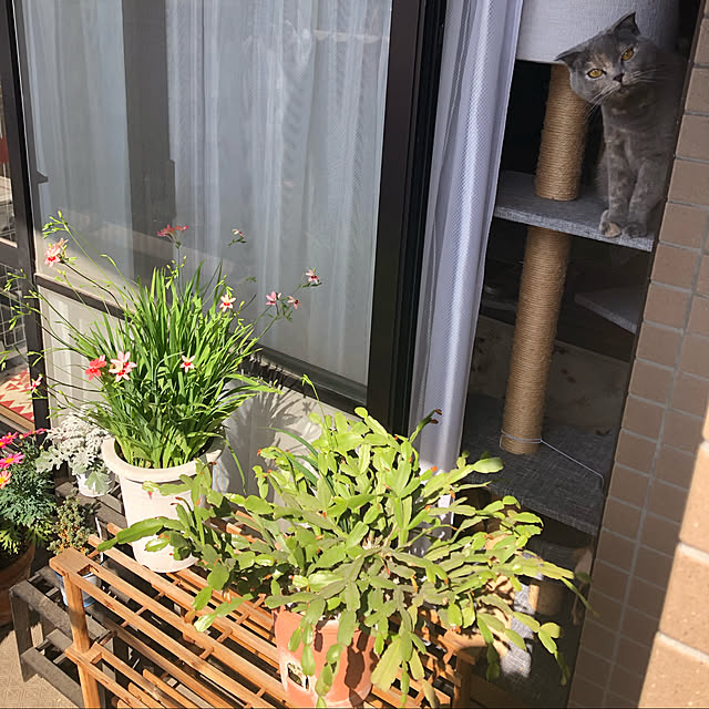 mioさんの実例写真