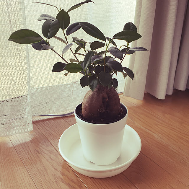 植物のある暮らし/観葉植物/リビングのインテリア実例 - 2020-04-09 08:35:50