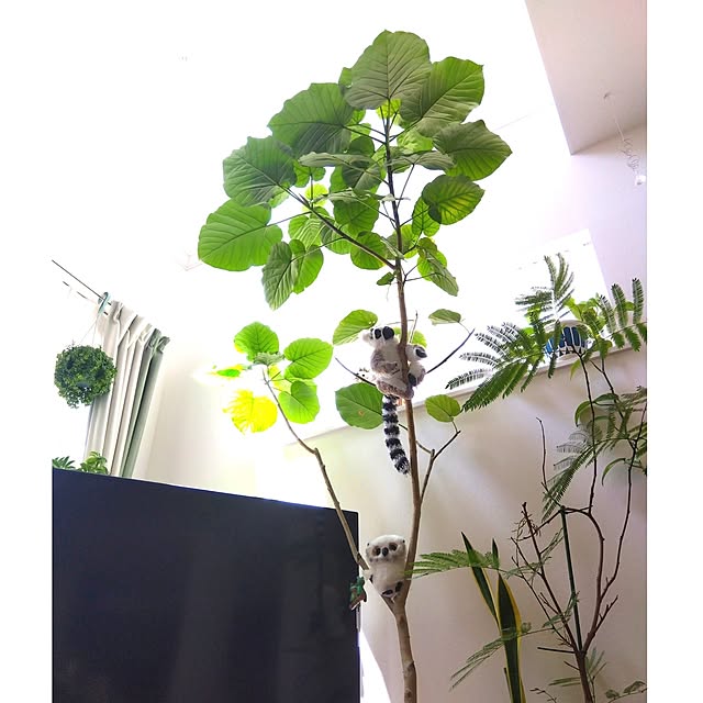 aquaさんの実例写真