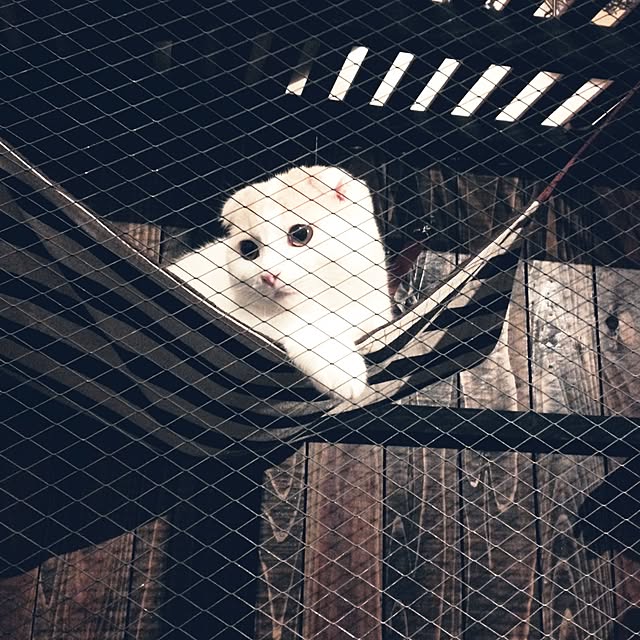 onojiijiさんの実例写真