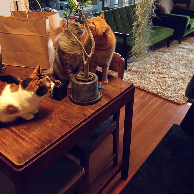 erigooonさんの実例写真