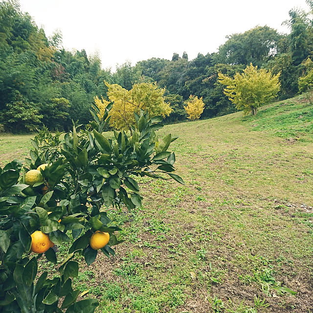 koppeさんの実例写真