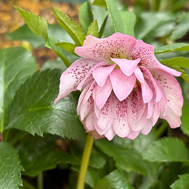 buchiさんの部屋