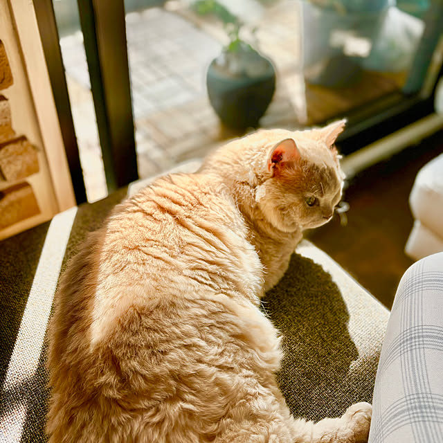naokoさんの実例写真
