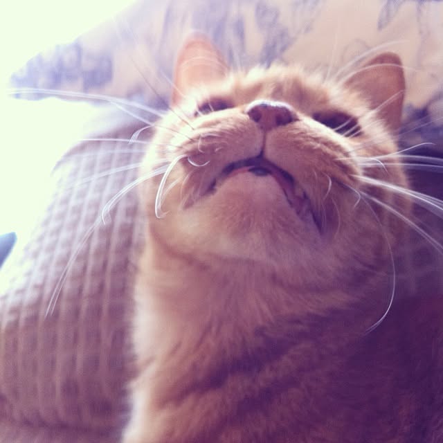cyokotaroさんの実例写真