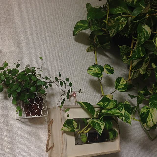 壁/天井/植物/観葉植物/雑貨のインテリア実例 - 2015-11-17 01:54:41