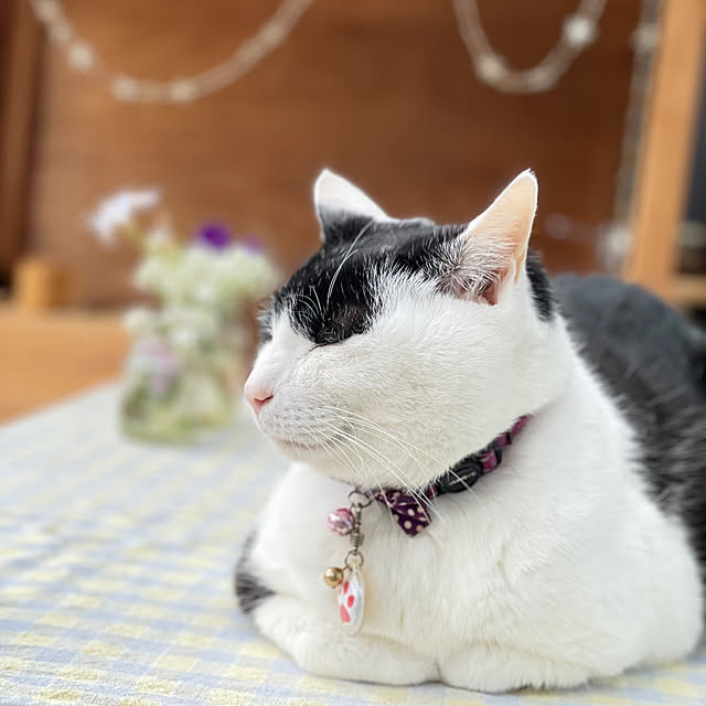 nekosamaさんの実例写真