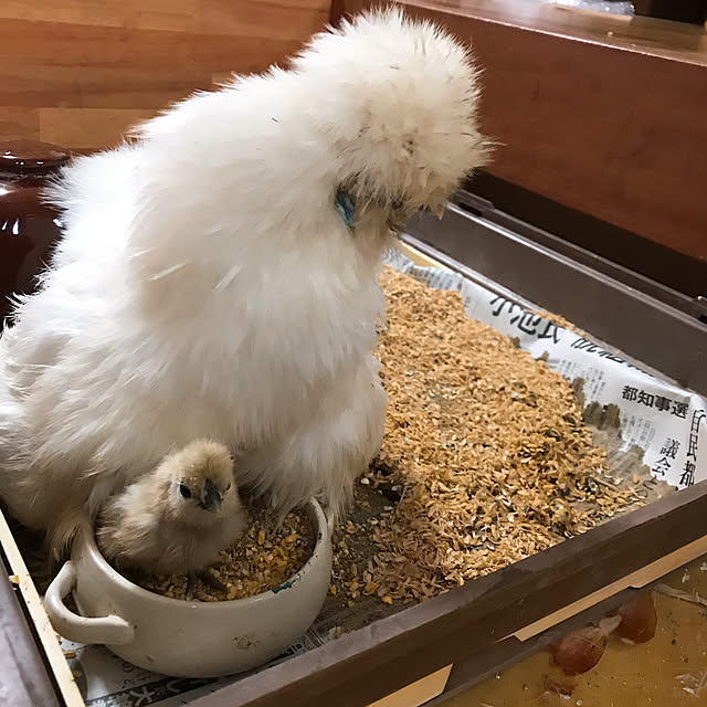 pepeさんの実例写真