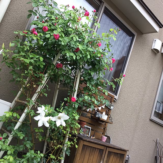 mippoko345さんの実例写真