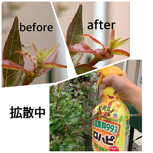 eshinobumさんの実例写真