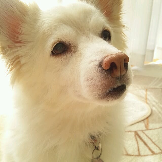 nonchanさんの実例写真