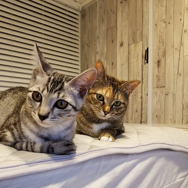 temiさんの実例写真