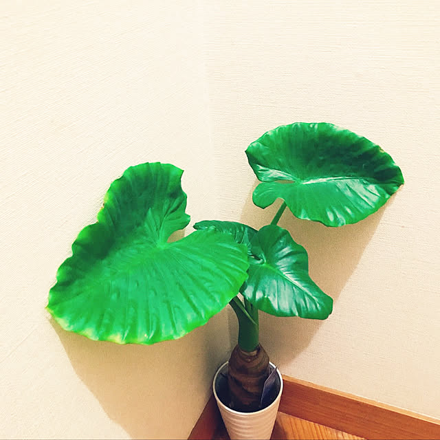 minaaisukiさんの実例写真