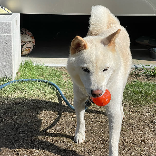 manekinekoさんの実例写真