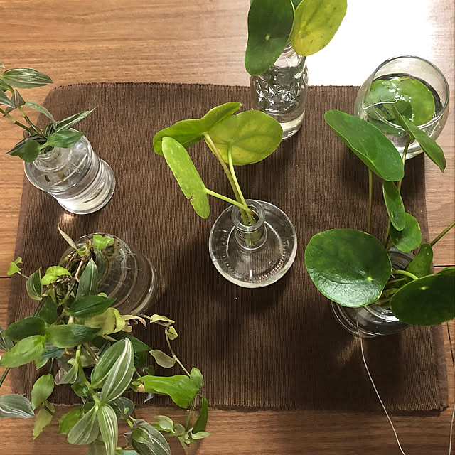 観葉植物/100均/机/ダイソーのインテリア実例 - 2020-06-04 16:26:53