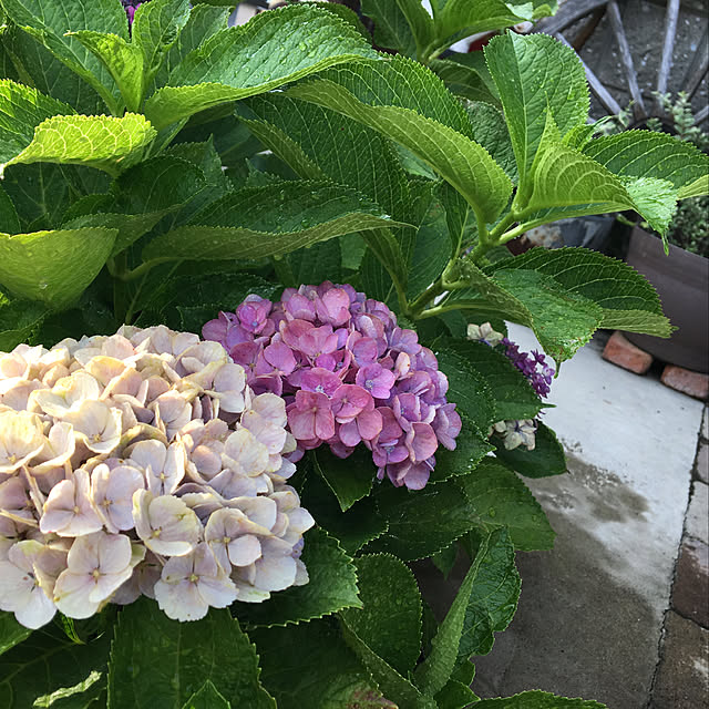 紫陽花/玄関/入り口のインテリア実例 - 2019-07-09 20:50:28