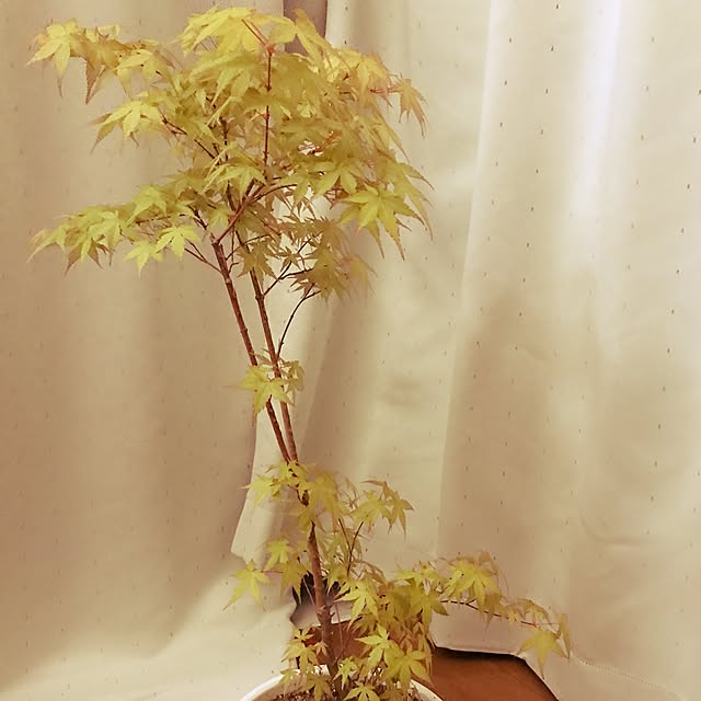 fuさんの実例写真
