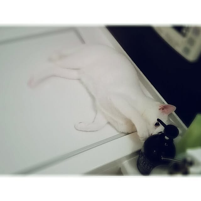 7tuさんの実例写真